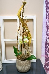 Indoor-Pflanze: Orchidee
