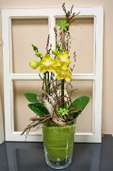 Indoor-Pflanze: Orchidee im Glas