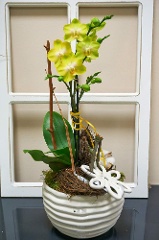 Indoor-Pflanze: Orchidee