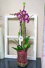 Indoor-Pflanze: Orchidee im Glas