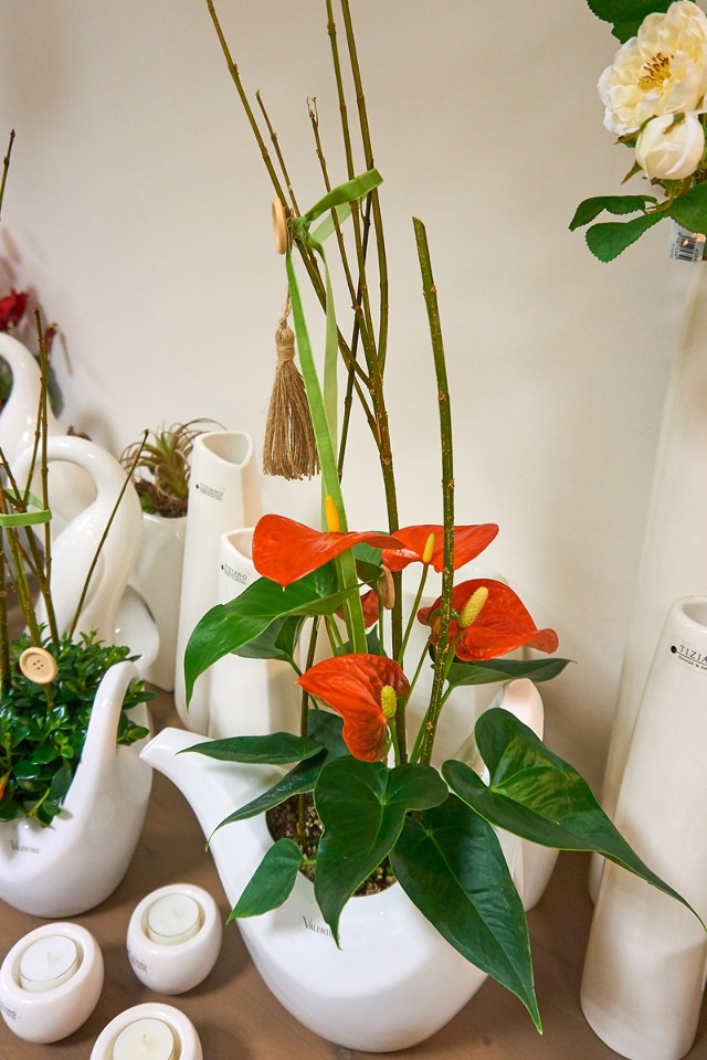 IndoorPflanze Anthurie Pflanzen Indoor Floristikservice Leipzig