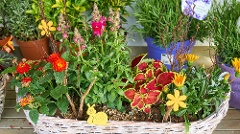 Outdoor-Pflanzkorb: Bienenfreund