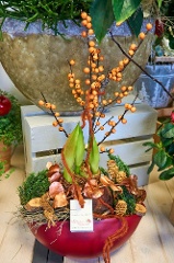 Weihnachtspflanze: Amaryllis